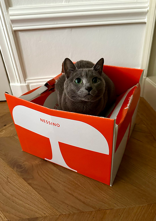 De doos is niet sterk genoeg voor een kat
