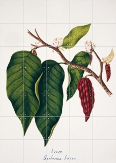 Theobroma Cacao Plate 48